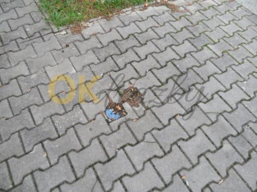 Dražba pozemku - Dašice — fotka 4